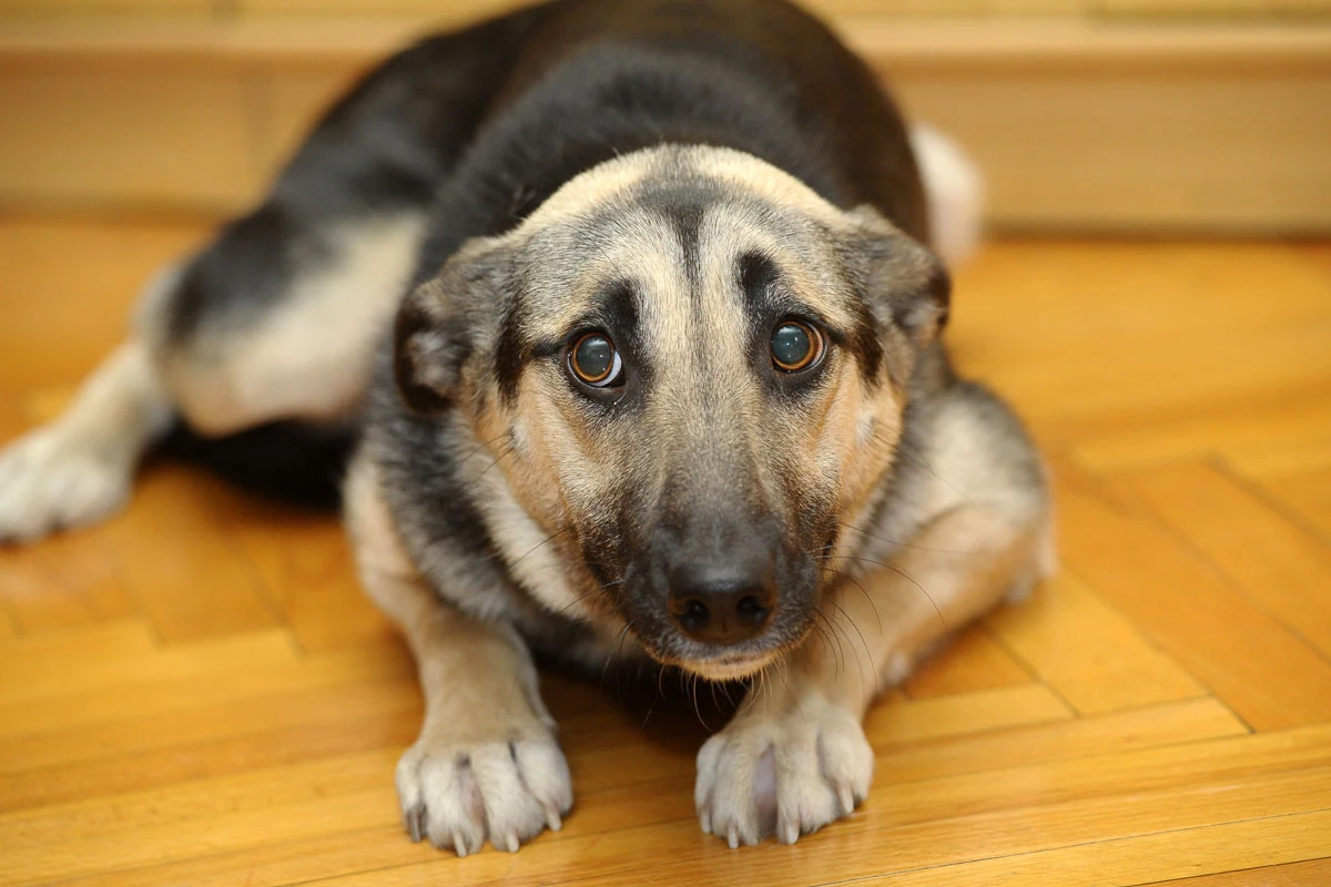 Poprzez wzdychanie psy mogą okazywać rozczarowanie Poprzez wzdychanie psy mogą okazywać rozczarowanie