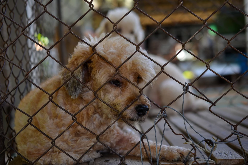 Psy w pseudohodowlach często przetrzymywane są w skrajnie tragicznych warunkach, gdzie nie są zaspokajane ich podstawowe potrzeby 