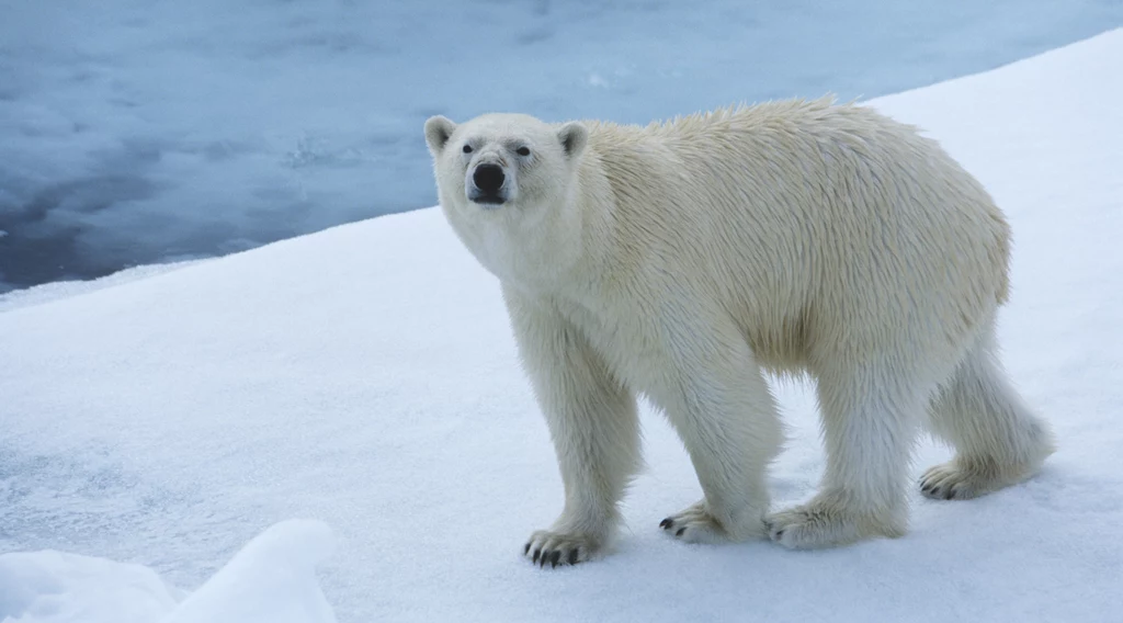 Niedźwiedź polarny znalazł się na liście narażonych na wyginięcie gatunków zwierząt