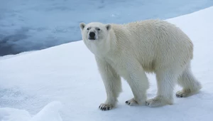 "Przegrani 2021". WWF opublikowało listę narażonych na wyginięcie gatunków zwierząt