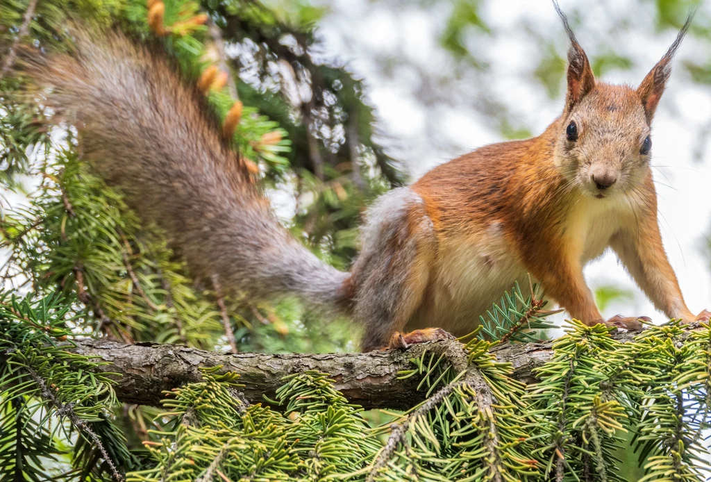 Jak się okazuje małe i urocze wiewiórki potrafią być bardzo agresywne 