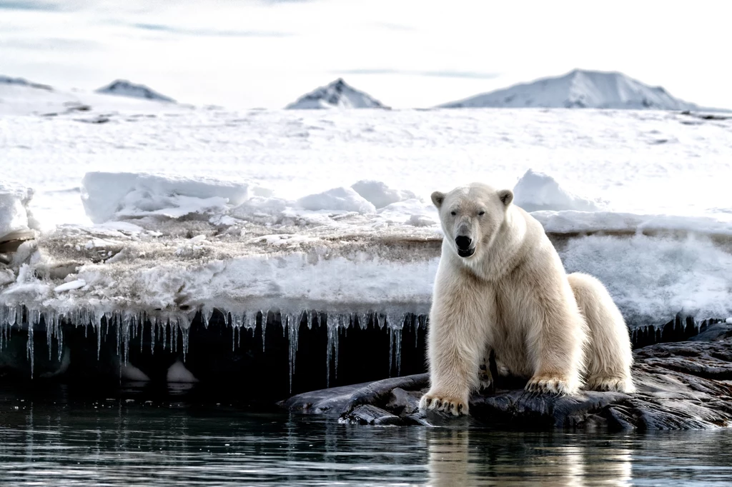 Ocieplenie klimatu może mieć wpływ na bardziej zróżnicowaną dietę niedźwiedzi polarnych