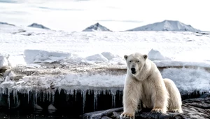 Niedźwiedzie polarne zmieniają dietę? Może to być skutkiem ocieplenia klimatu