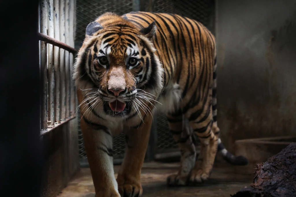 W zoo na Florydzie policjanci musieli zastrzelić tygrysa, który zaatakował jednego z pracowników. Mężczyzna prawdopodobnie chciał pogłaskać dzikie zwierzę. Tygrys należy do gatunku, który jest zagrożony wyginięciem