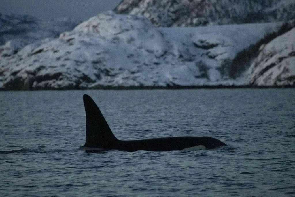 Orka oceaniczna widziana w okolicy norweskiej wyspy Skjervøya. (zdjęcie ilustracyjne)