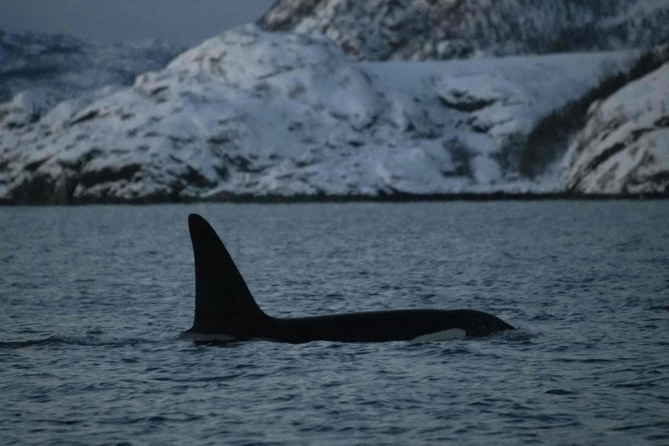 Orka oceaniczna widziana w okolicy norweskiej wyspy Skjervøya. (zdjęcie ilustracyjne) Orka oceaniczna widziana w okolicy norweskiej wyspy Skjervøya. (zdjęcie ilustracyjne)