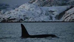 Sztuczna kupa wieloryba za 50 mln dolarów? Australijczycy walczą o nagrodę Elona Muska