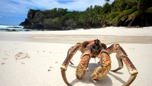 Gigantyczny krab połamał kije golfistów w Australii