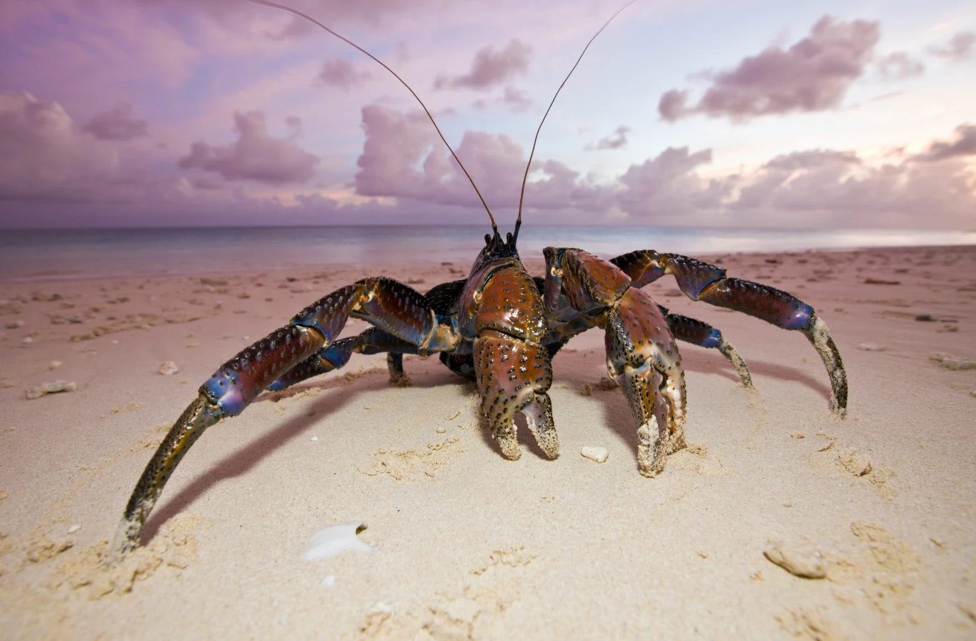 Krab palmowy znany jest również jako "krab-złodziej"