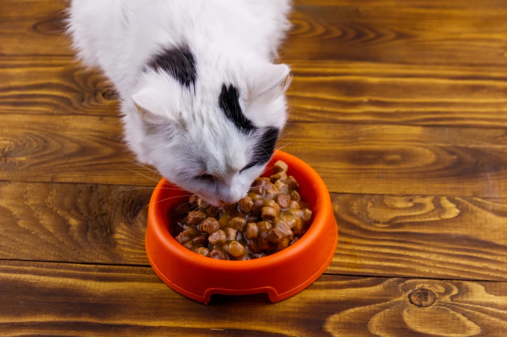 Białko pochodzenia zwierzęcego odgrywa bardzo kluczową rolę w diecie kotów