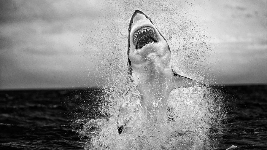 Air Jaws Air Jaws