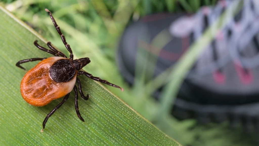 Ixodes scapularis