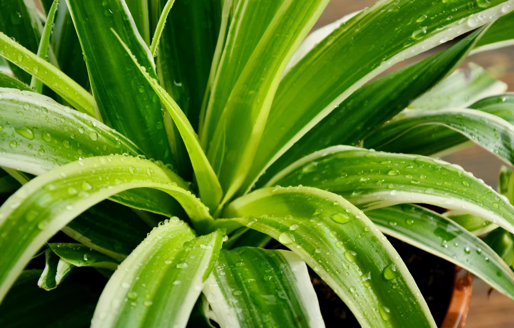 Zielistka ma kilka odmian i jest rośliną najczęściej trzymaną w domach