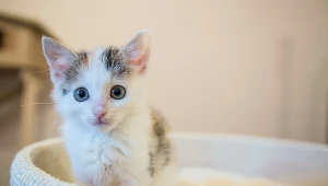 Wojewoda mazowiecki wprowadził obowiązek szczepień na wściekliznę dla kotów