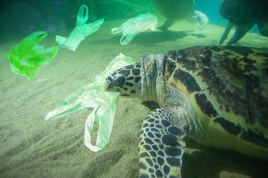 Plastik zagraża morskim zwierzętom. Żółwie mylą foliowe siatki z pożywieniem