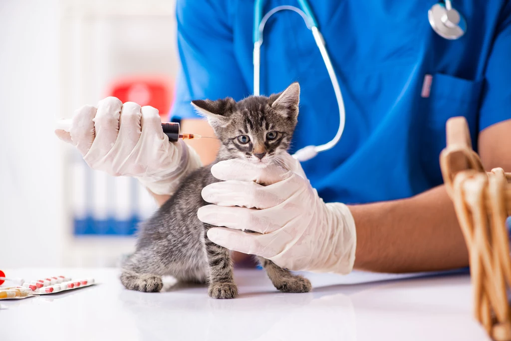 Obowiązkowe szczepienie kotów obowiązuje od dnia wydania rozporządzenia