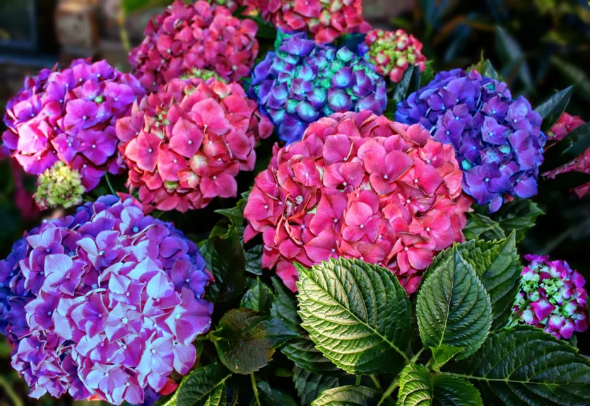 Hortensje to jedne z najpopularniejszych kwiatów balkonowych i ogrodowych
