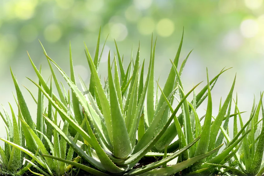 Aloes to roślina, do której przylgnęła łatka tzw. naturalnego oczyszczacza powietrza