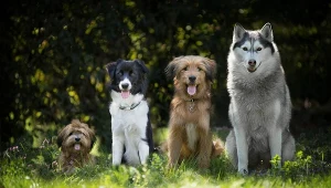 Im starszy pies, tym łatwiej jego mózg odróżnia dwa języki - wynika z badania