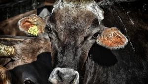 Zdjęcie ilustracyjne