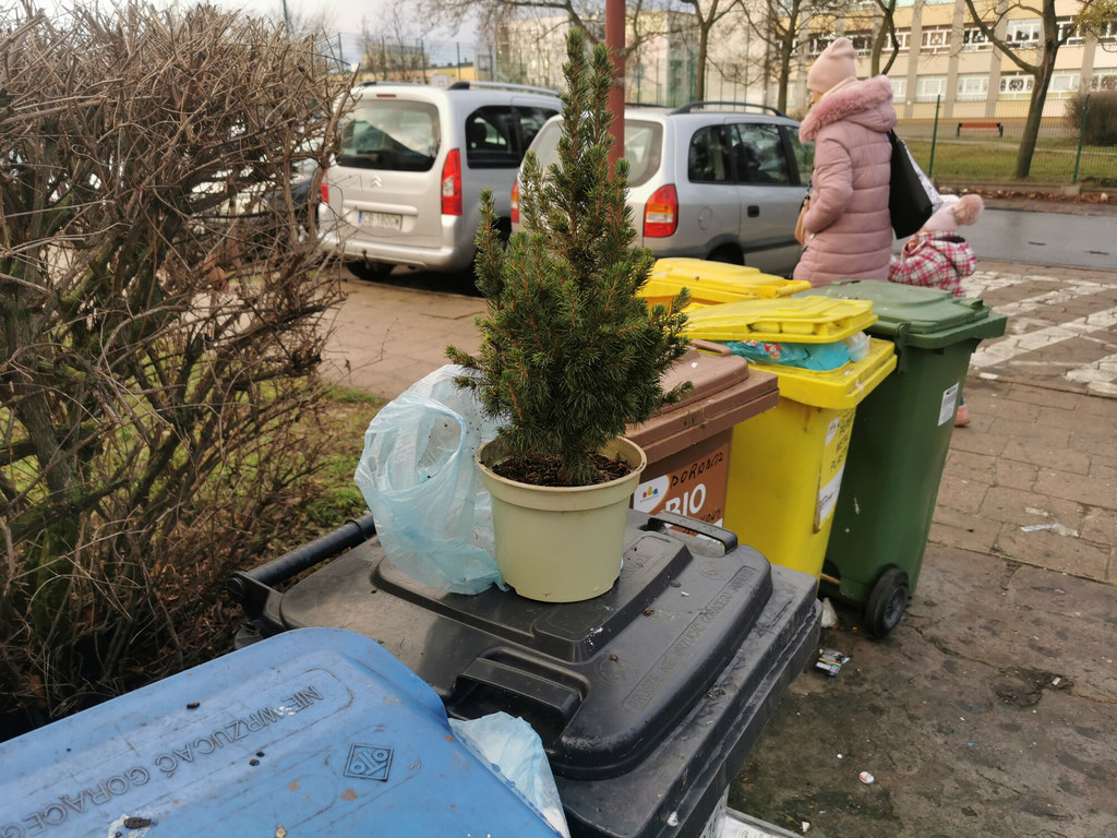 Choinkę po świętach można oddać do zasadzenia lub przekazać firmom zajmującym się wywozem odpadów