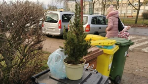 Mieszkańcy Łodzi mogą oddać choinki do ponownego zasadzenia