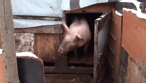 Poznań. Z romskiego koczowiska odebrano zwierzęta. Jedno zabito