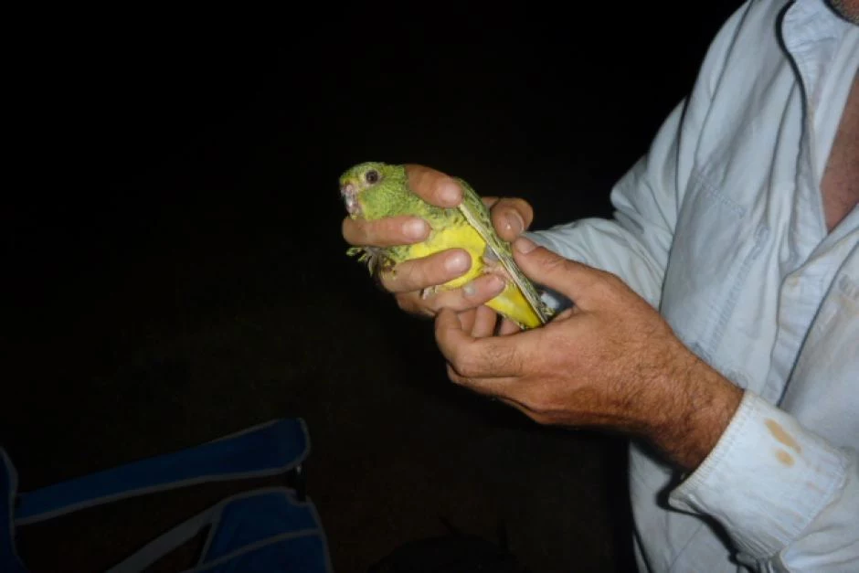 Papużka żółtobrzucha trzymana przez ornitologa dr Steve'a Murphy'ego.