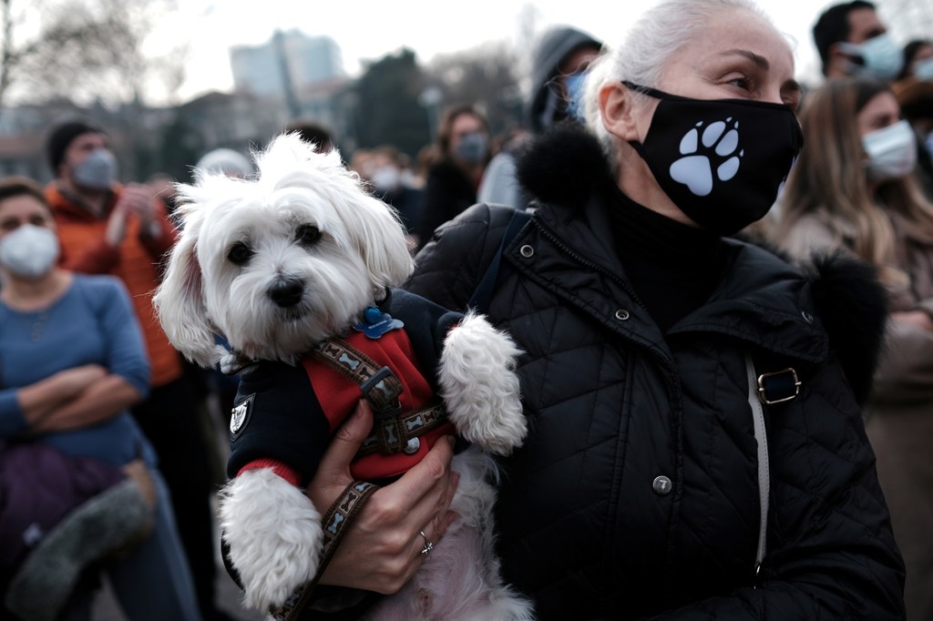 Tysiące osób protestowało na ulicach Stambułu w obronie bezpańskich zwierząt