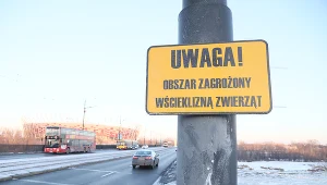 RCB ostrzega przed nowymi przypadkami wścieklizny na Mazowszu