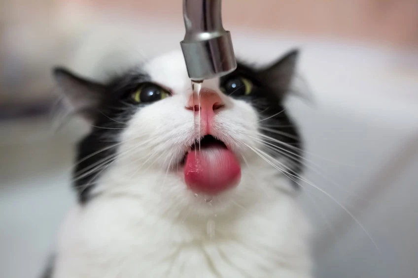 Nie każdy kot pije wodę z miseczki. Czasem woli tę prosto z kranu!