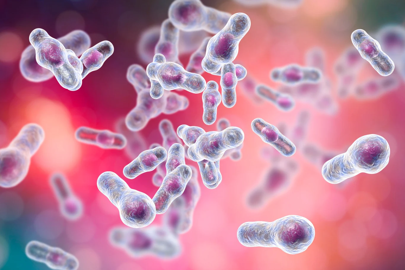 Bakteria Clostridioides difficille atakuje najczęściej osoby po antybiotykoterapii