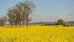 Wyhoduj sobie benzynę. Czy biopaliwa mogą pomóc nam zrezygnować z ropy?