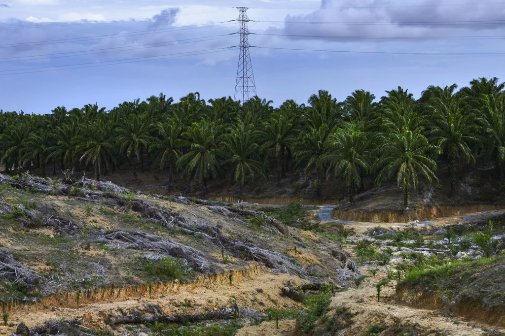 Plantacja palm oleistych w indonezji. Pod ich uprawę wycina się ogromne obszary lasów tropikalnych.