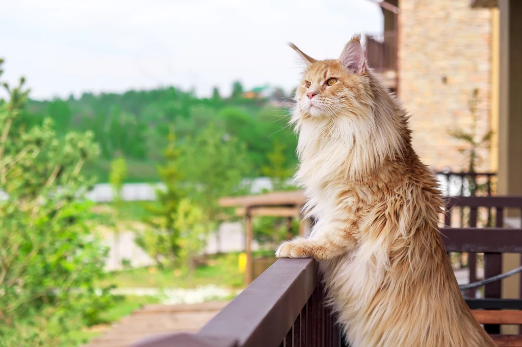 Maine coon może osiągnąć nawet 120 cm wzrostu!