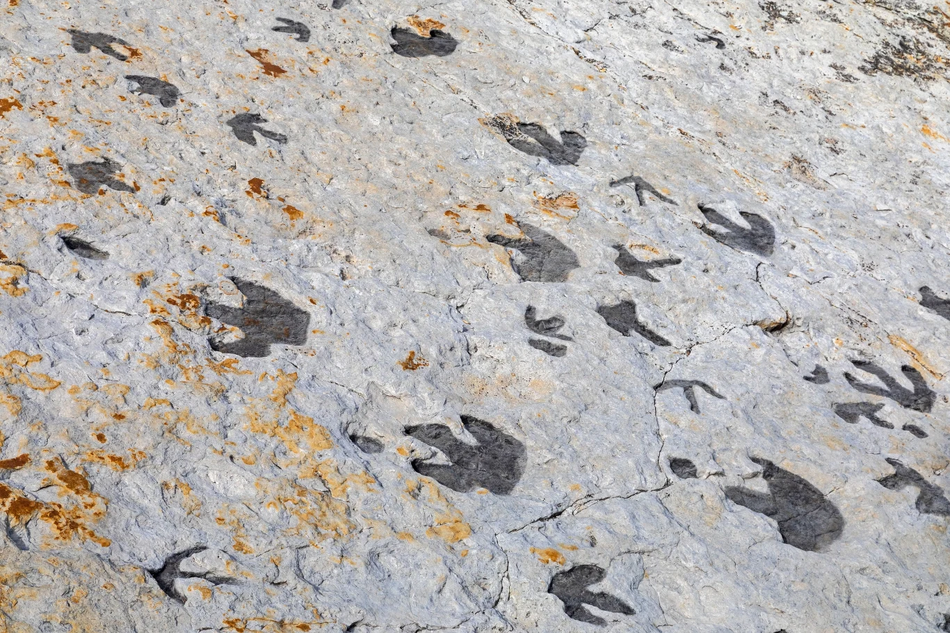Ślady dinozaurów (zdjęcie ilustracyjne). Ślady dinozaurów (zdjęcie ilustracyjne).
