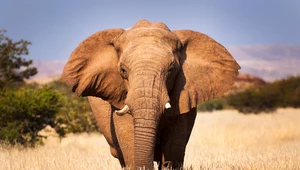 Słonie wołają do siebie po imieniu? Szok w świecie naukowym
