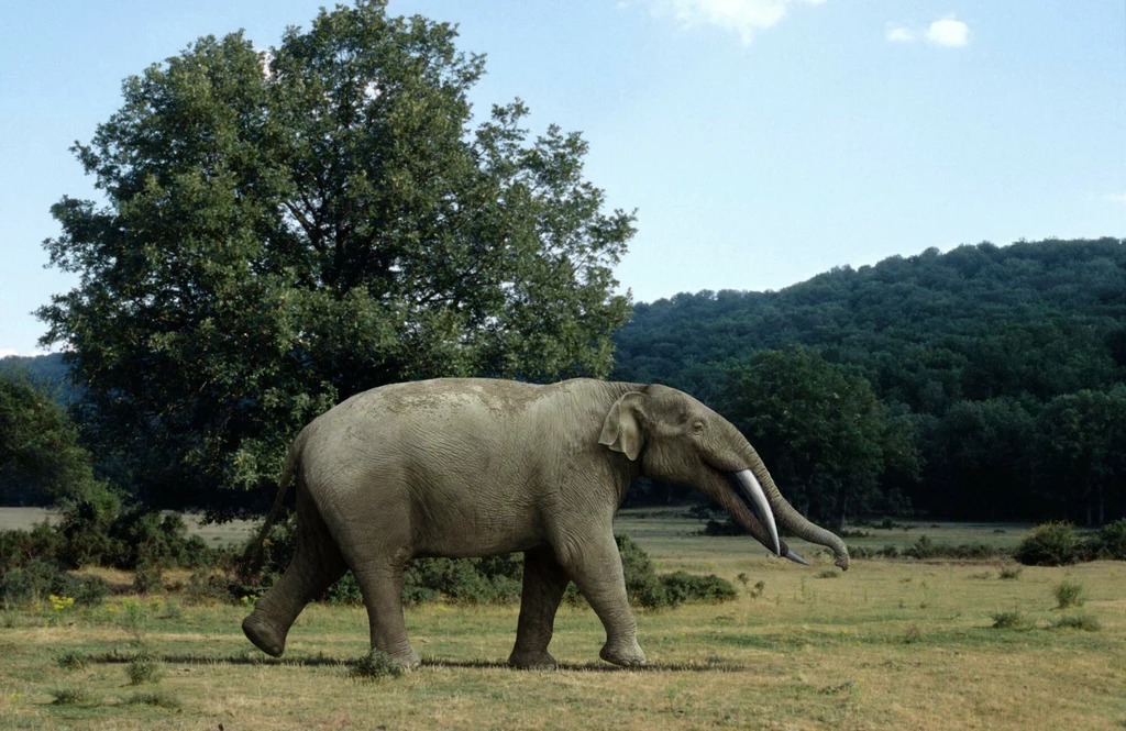 Grafika przedstawiająca nieżyjący już dziś gatunek Gomphotherium