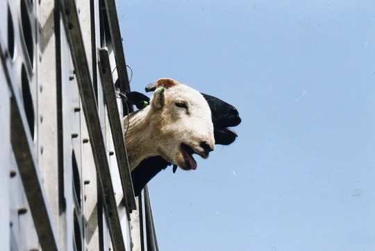 W trakcie tych podróży cierpią z powodu stresu, wyczerpania, przegrzania i urazów, materiały Compassion in World Farming Polska