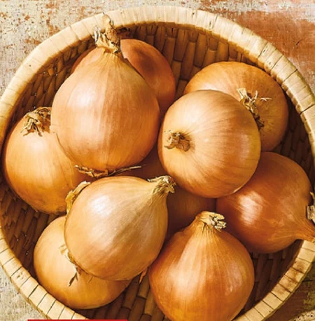 Cebula