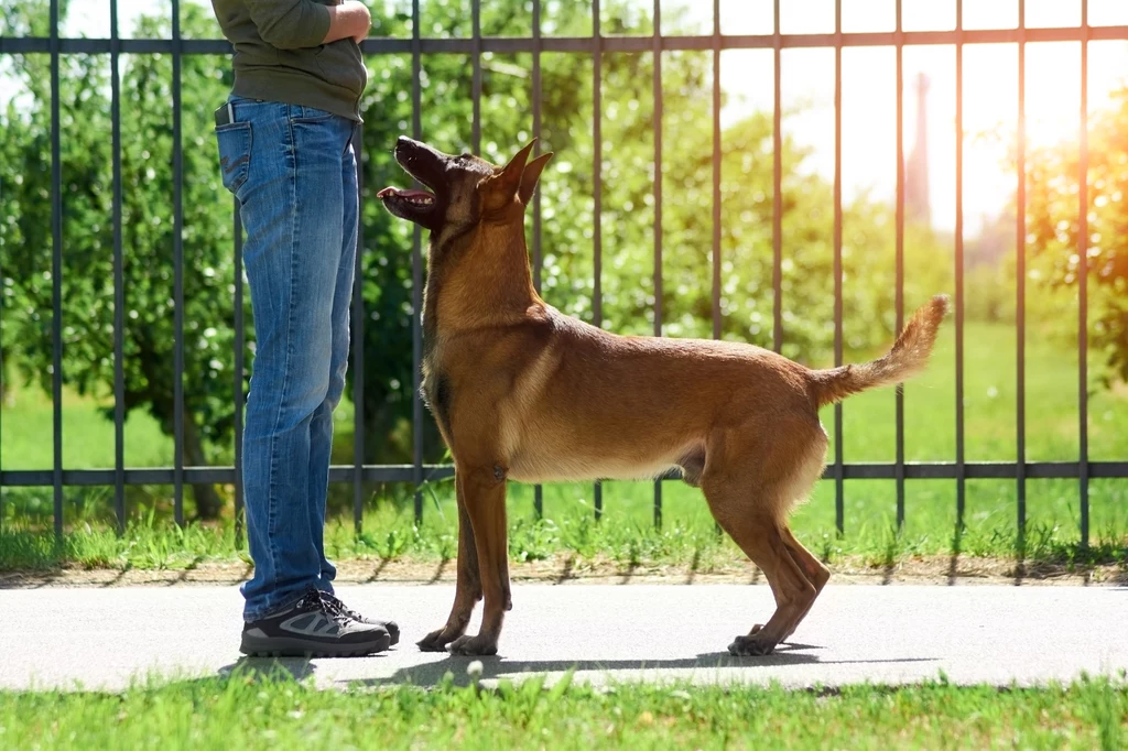 Trening komend z psem to także okazja do utrwalania więzi człowieka ze zwierzęciem 