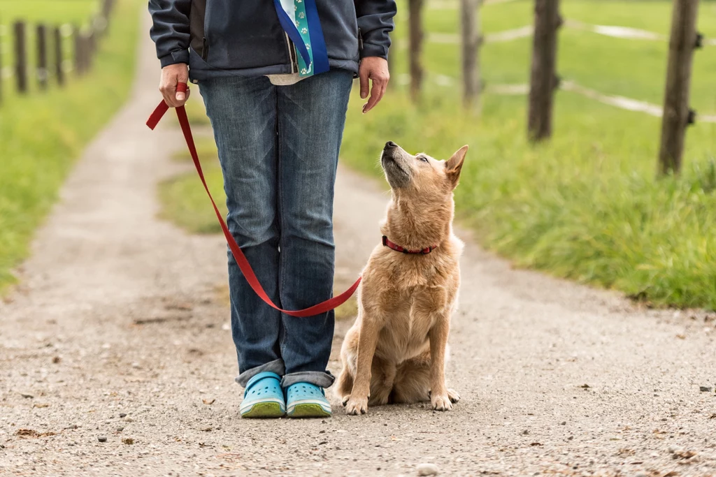 Nauka posłuszeństwa skutkuje minimalizowaniem niebezpieczeństw w trakcie spaceru, który powinien być przyjemnością zarówno dla właściciela, jak i dla psa
