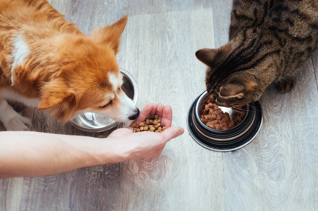 Zbilansowana dieta to podstawa zdrowego żywienia psów i kotów 