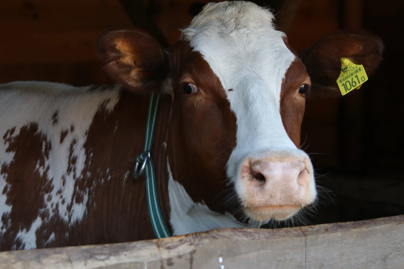 "Farma": odcinek drugi "Farma": odcinek drugi