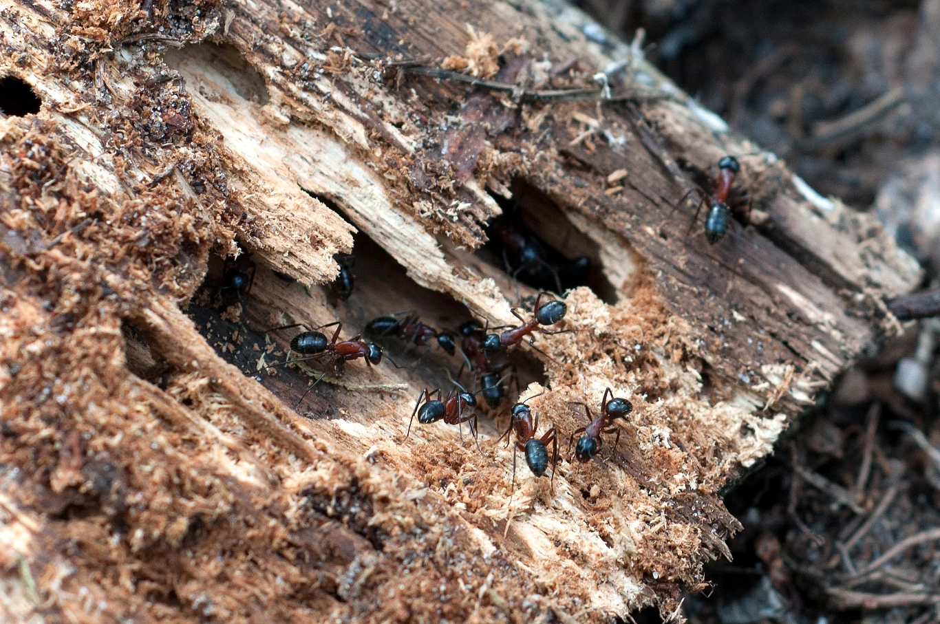 Bezkręgowce, takie jak mrówki, są kluczowe dla wielu ekosystemów.