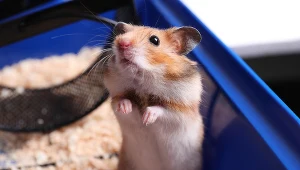 Chomik; zdj. ilustracyjne