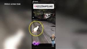 Kangur skakał ulicami Rzeszowa
