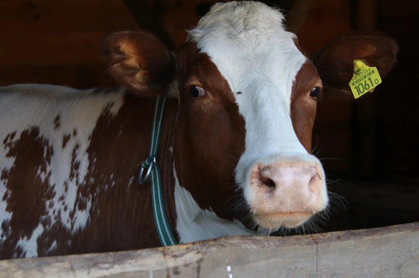 Farma: Krowa Balbina będzie się cielić Farma: Krowa Balbina będzie się cielić