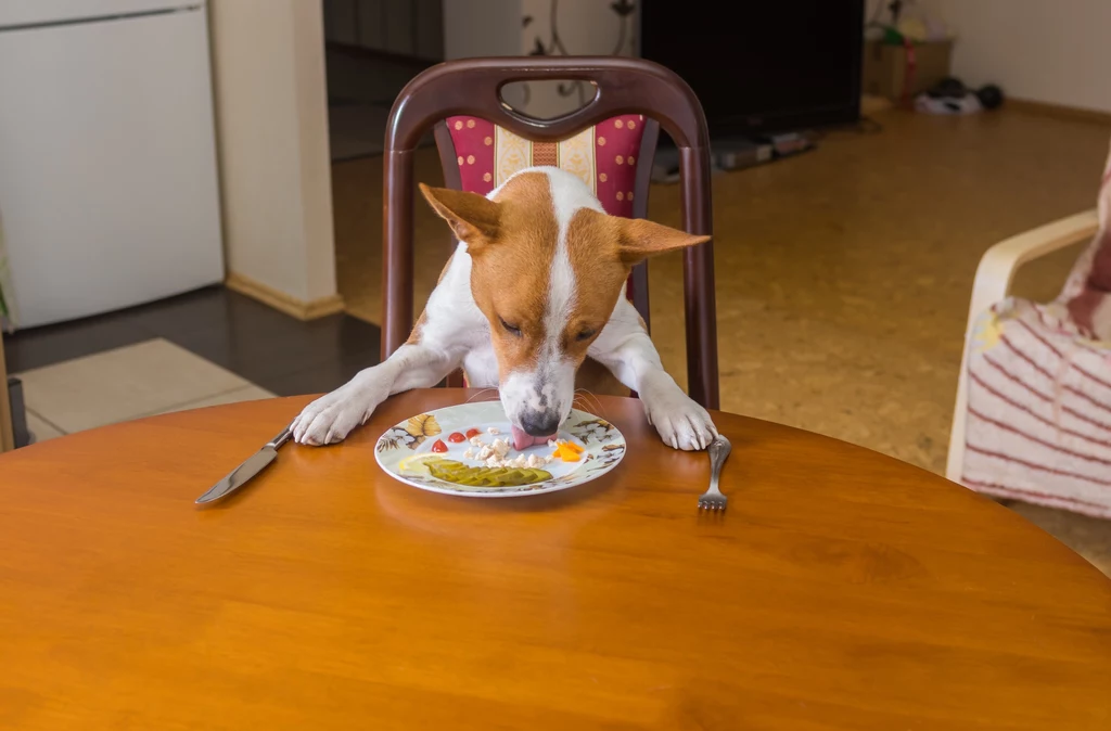 Częstowanie psa obiadem nie wychodzi mu na dobre