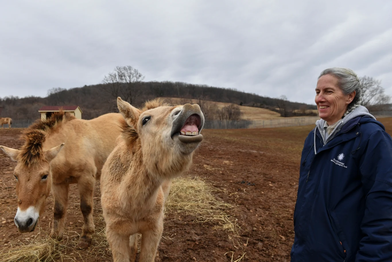 Prace nad zachowaniem gatunku konia Przewalskiego prowadzone są także przez Smithsonian National Zoological Park Conservation Biology Institute w Waszyngtonie (USA)